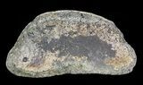 Hadrosaur Toe Bone - Alberta (Disposition #-) #71660-2